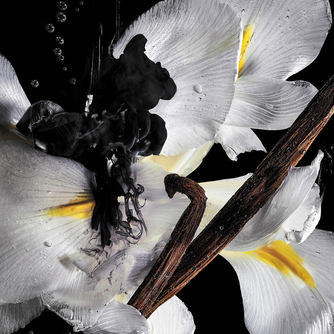 White flowers with black ink in water and vanilla pods illustrating fragrance ingredients.