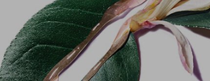 skincare ingredients