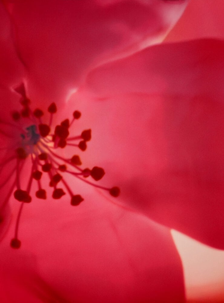 Delicate white flowers highlighting the floral notes in Black Opium Over Red perfume