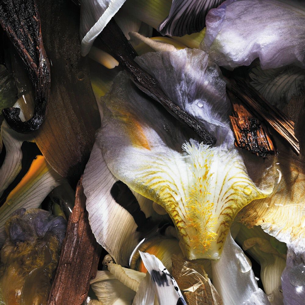 White flowers and vanilla pods with soft light and shadow illustrating fragrance composition.