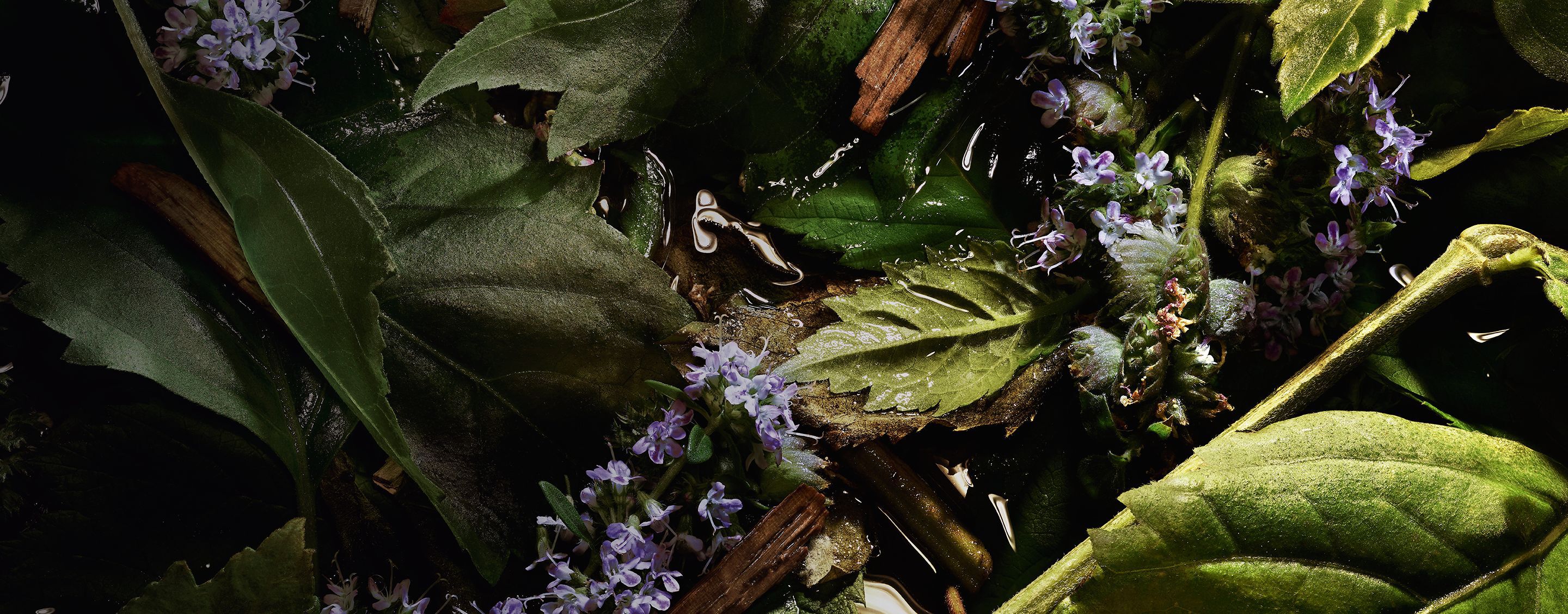 YSL LVDP Tuxedo Extrait de Parfum ingredient: lush green
patchouli leaves and purple flowers macerating in water.