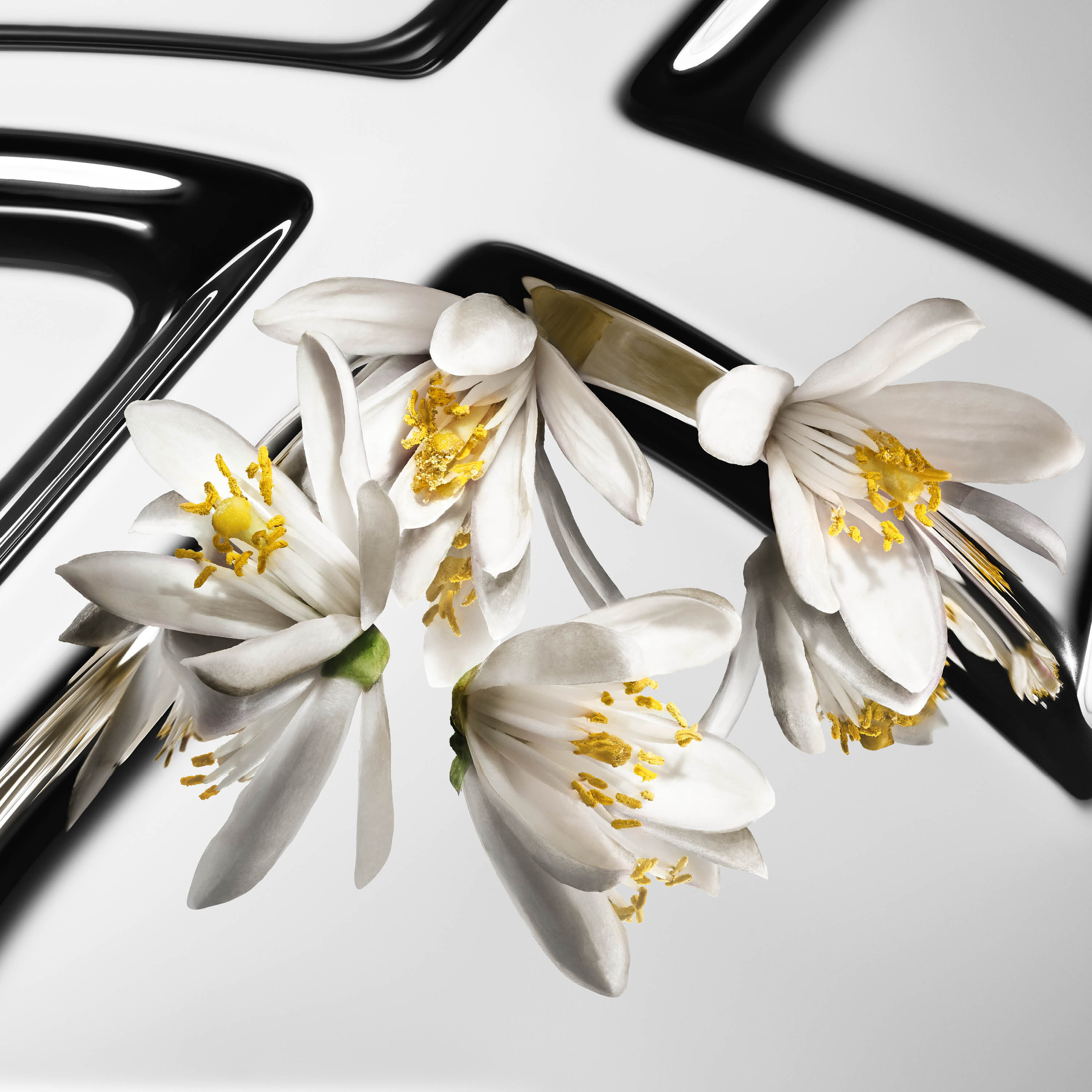 Contrasted orange blossom flowers with white petals and yellow hearts on a reflective YSL Cassandre background.
