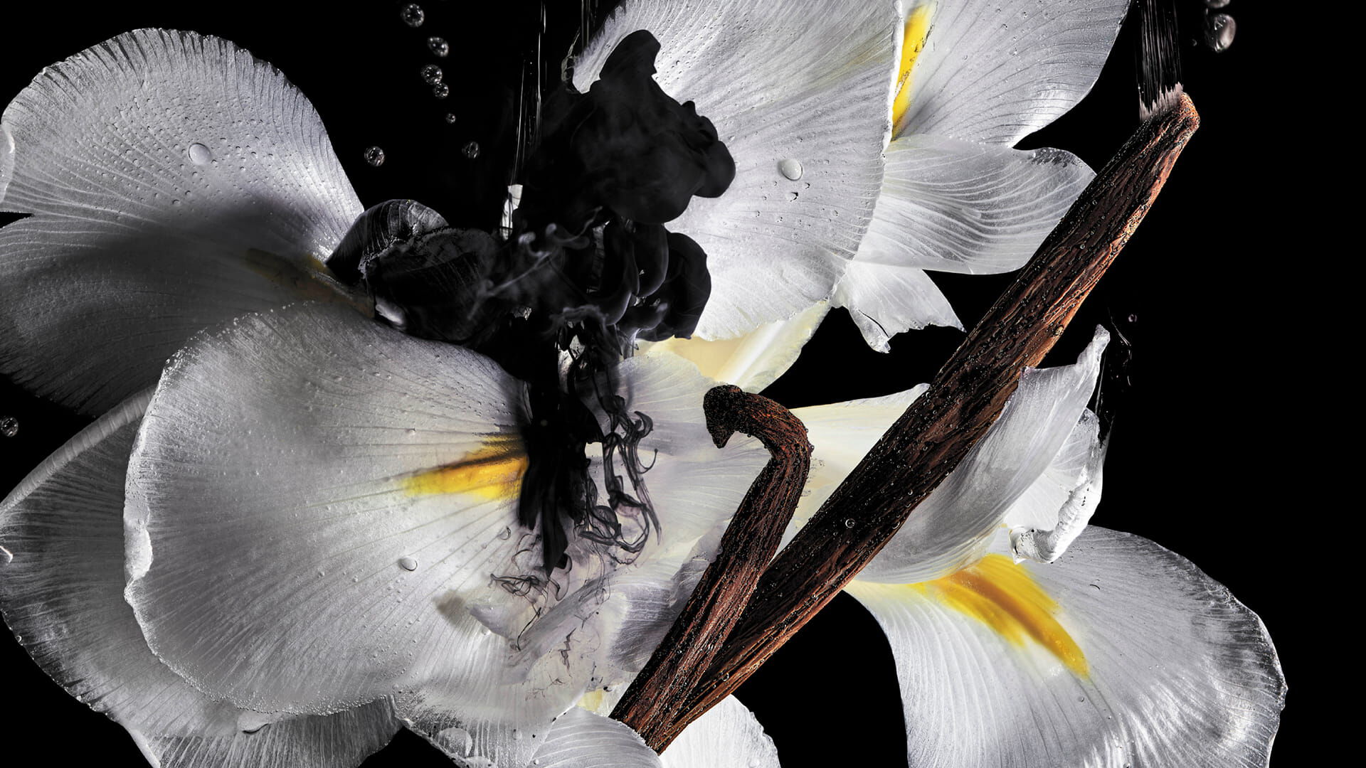 White flowers with black ink in water and vanilla pods illustrating fragrance ingredients.