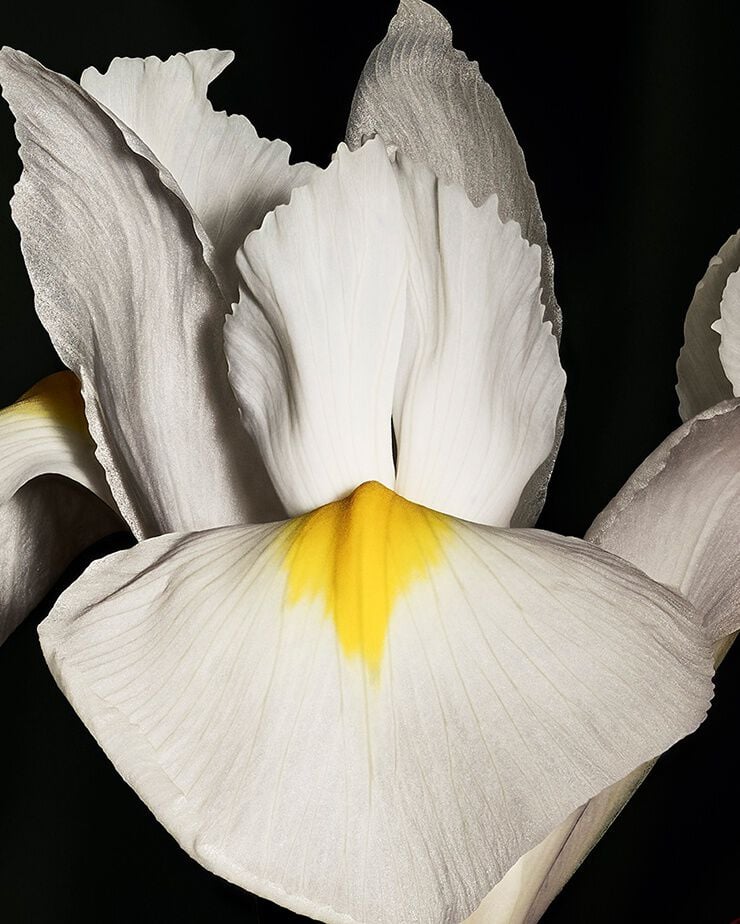 Noble Iris pallida flower, representing
the incisive coolness and powdery
elegance of CŒUR Eau de Parfum by
YSL.