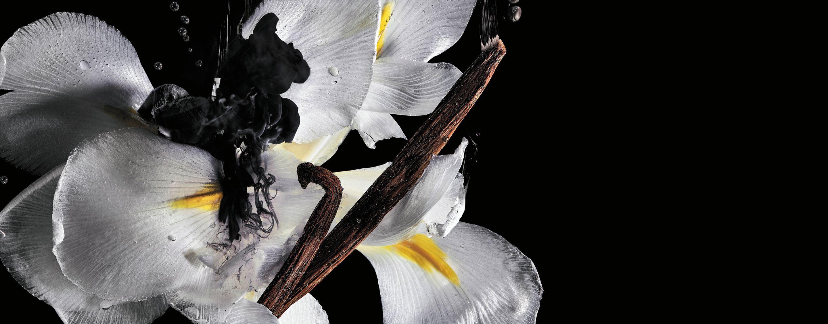 White flowers with black ink in water and vanilla pods illustrating fragrance ingredients.