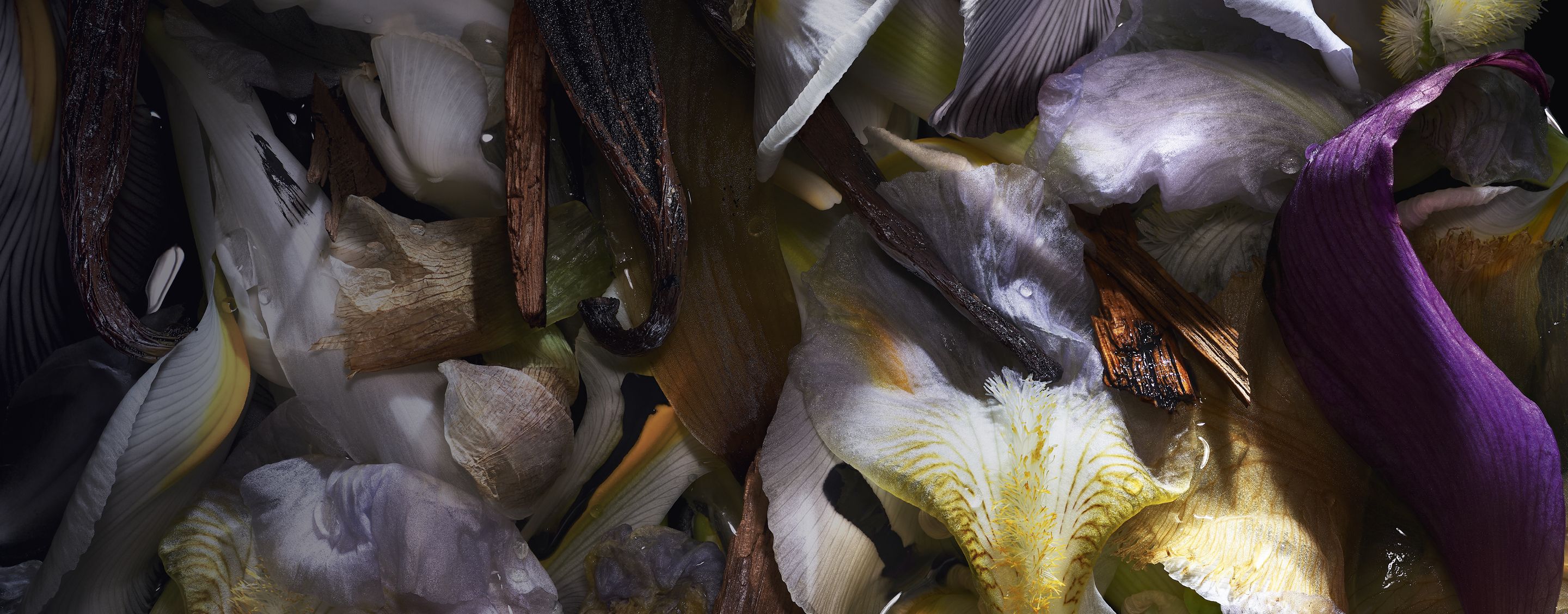 Close-up of layered flower petals and vanilla pods illustrating fragrance ingredients.