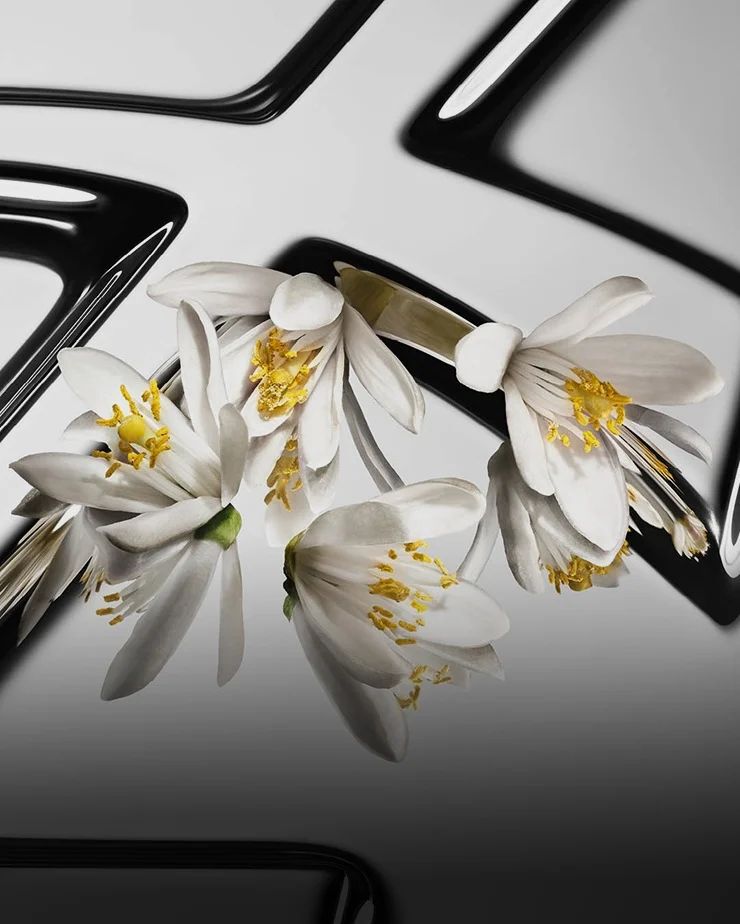 Contrasted orange blossom flowers with white petals and yellow hearts on a reflective YSL Cassandre background.