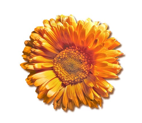 calendula